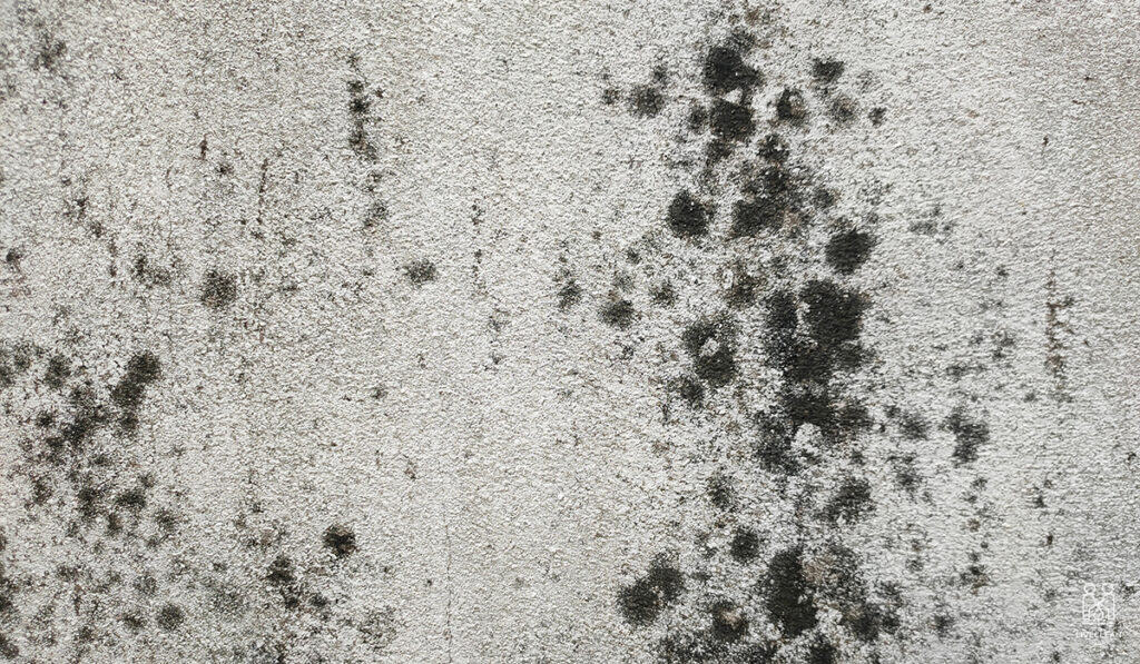 How To Remove Mold From Painted Walls Stop The Spread How to remove mold from painted walls stop the spread